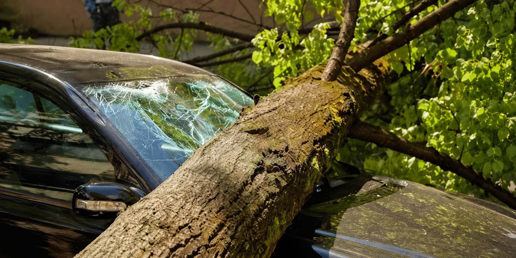 Large fallen tree trunk crushing a car windshield and roof