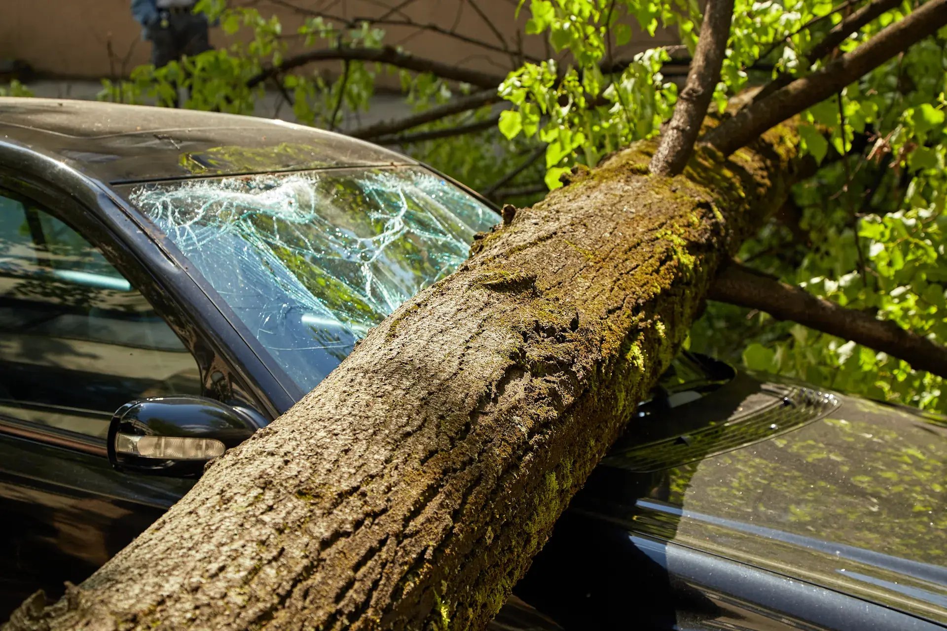 car_with_tree_damage