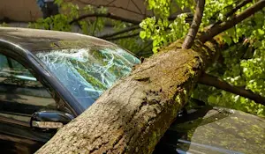 Car with tree fallen on it and damage